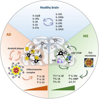 Cause or consequence? The role of IL-1 family cytokines and receptors in neuroinflammatory and neurodegenerative diseases